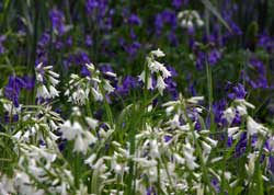 Bluebells