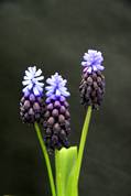 Boconnoc spring flower show