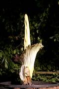 Flowering Titan Arum at Eden