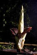 Flowering Titan Arum at Eden