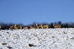 Sheep in the snow