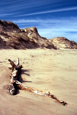 Younghusband Peninsula - The Coorong National Park