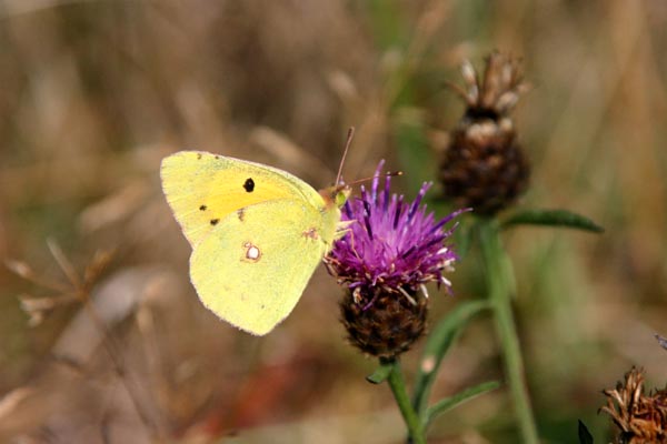 Butterflies