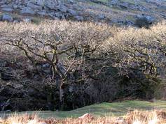 Black-a-tor Copse