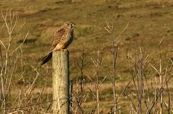 Kestrel