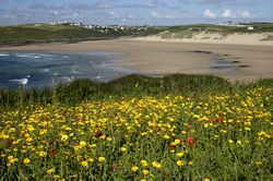 West Pentire - Corn Marigolds and Red Poppies