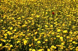 West Pentire - Corn Marigolds and Red Poppies