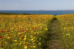 West Pentire - Corn Marigolds and Red Poppies