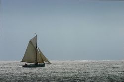 Looe Lugger Regatta