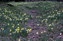 Respryn - daffodils along the river bank