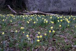 Respryn - daffodils along the river bank