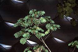 Eden - Rainforest Biome at night