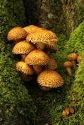 Pholiota Squarrosa - Golitha falls