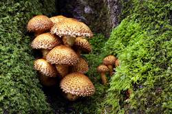 Pholiota Squarrosa - Golitha falls