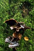 Pholiota Squarrosa - Golitha falls