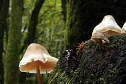 Fungi - Golitha falls