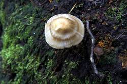 Fungi - Golitha falls