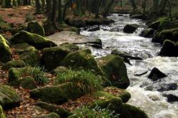 Golitha falls