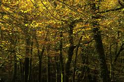 Beech avenue - Golitha falls