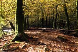 Beech avenue - Golitha falls