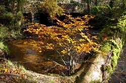 Golitha falls