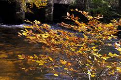 Golitha falls