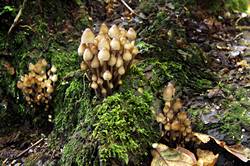 Fungi - Golitha falls