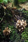 Fungi - Golitha falls