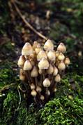 Fungi - Golitha falls