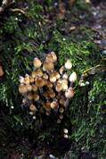 Fungi - Golitha falls