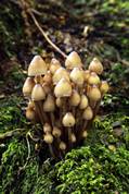 Fungi - Golitha falls