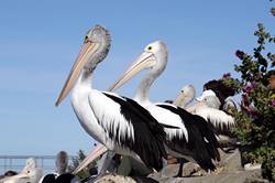 Pelican feeding at Kingscote