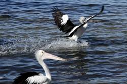 Pelican feeding at Kingscote