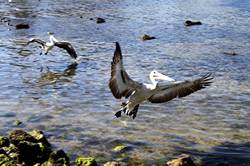 Pelican feeding at Kingscote