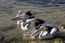 Pelican feeding at Kingscote