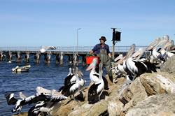 Pelican feeding at Kingscote