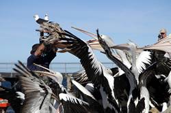 Pelican feeding at Kingscote