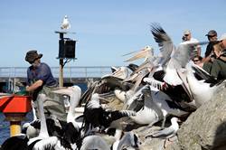 Pelican feeding at Kingscote