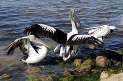 Pelican feeding at Kingscote