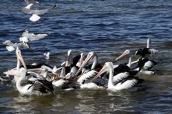 Pelican feeding at Kingscote