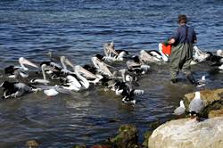 Pelican feeding at Kingscote