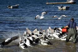 Pelican feeding at Kingscote