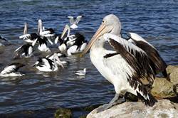 Pelican feeding at Kingscote