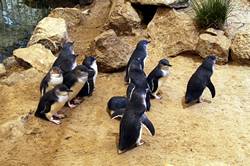 Granite island penguins