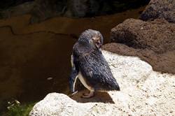 Granite island penguins