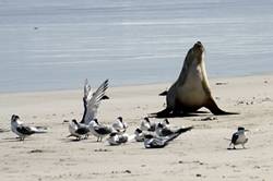 Seal bay conservation park