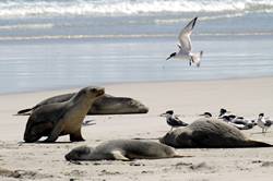 Seal bay conservation park