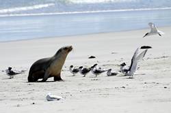 Seal bay conservation park