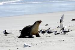 Seal bay conservation park