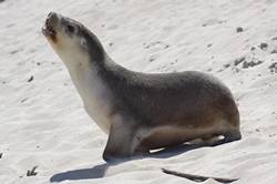 Seal bay conservation park